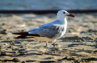 Close-up of seagull perching on land