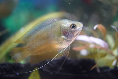 Close-up of fish swimming in aquarium