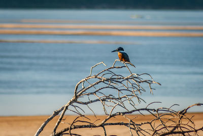 Bird perching on a sea