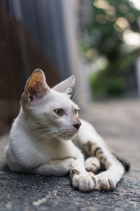 Close-up of a cat looking away
