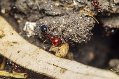 High angle view of ladybug on leaf