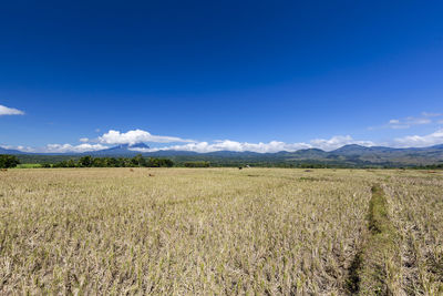 Scenic view of agricultural field against blue sky