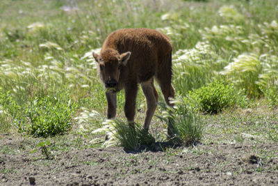 Sheep in a field