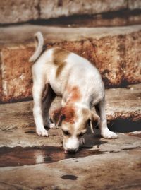 Dog sleeping on wood