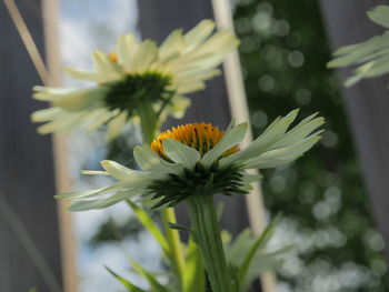 Close-up of white flowering plant