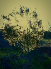 Trees growing on field