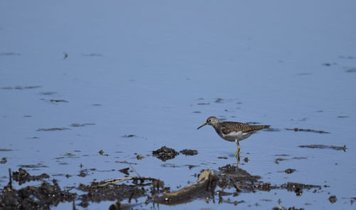 Bird perching on a lake