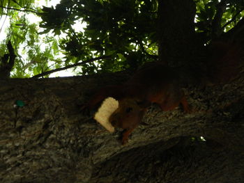 Low angle view of squirrel on tree