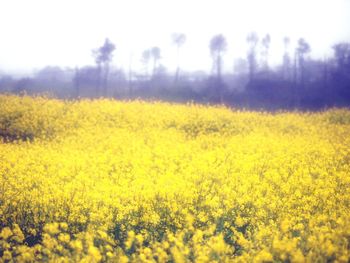Yellow flowers growing in field