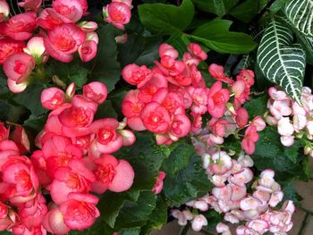 High angle view of pink flowering plants