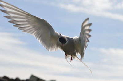 Low angle view of seagull flying