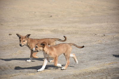 Side view of two horses on field