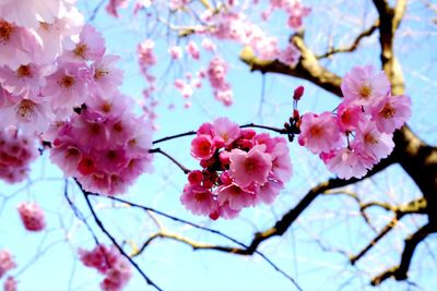 Low angle view of pink cherry blossom