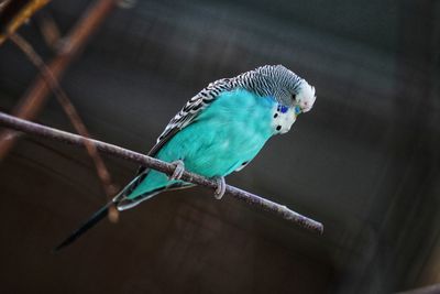 Close-up of bird perching on branch