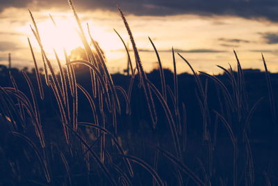 Close-up of stalks against sky during sunset