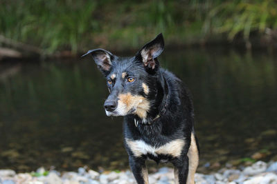 Portrait of dog