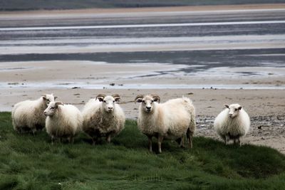 Sheep in on a beach at iceland