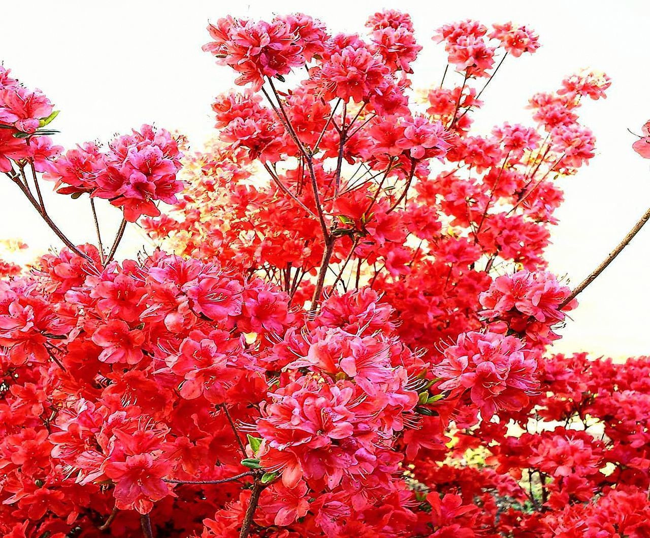 CLOSE-UP OF CHERRY BLOSSOMS