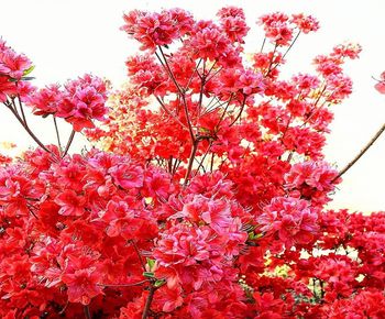 Close-up of cherry blossom