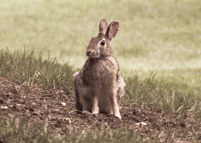 Close-up of rabbit on field