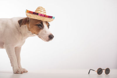 Dog looking away against white background