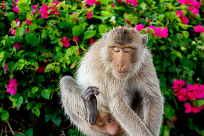 Close-up of monkey on flower plants
