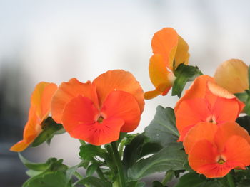 Close-up of orange flowering plant