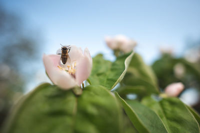 Close-up of insect on plant