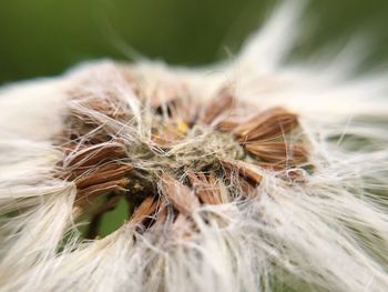 Close-up of dandelion on plant