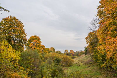 Trees and plants against sky during autumn