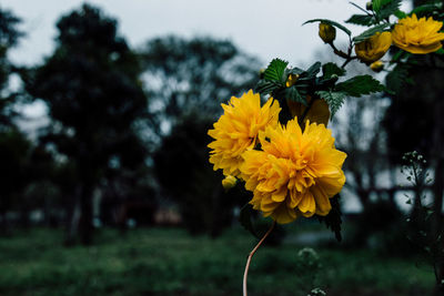 Close-up of yellow flowers blooming