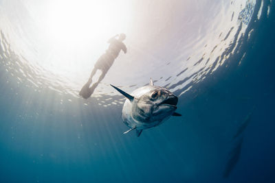 Low angle view woman swimming above fish in sea