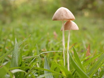 Close-up of mushroom growing on field