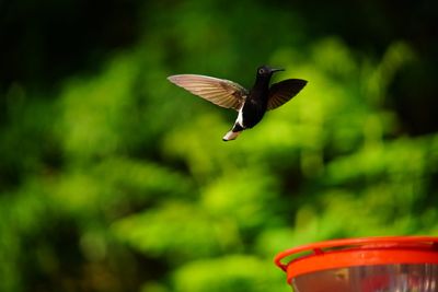 Close-up of bird flying