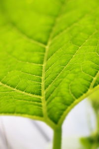 Close-up of green leaves