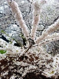 Close-up of cherry blossom