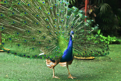 View of peacock