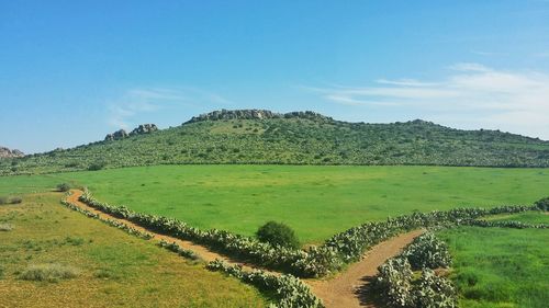 Scenic view of agricultural field against sky
