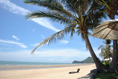 Palm trees at beach against blue sky