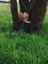 Portrait of dog on tree trunk