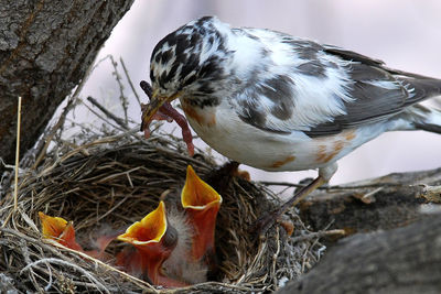 Close-up of birds perching on nest