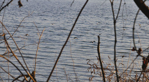 Close-up of lake
