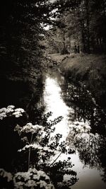 Scenic view of lake in forest