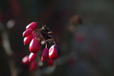 Close-up of red berries growing on plant