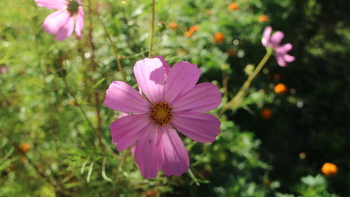 Close-up of pink cosmos flower