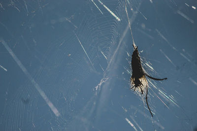 High angle view of spider on web