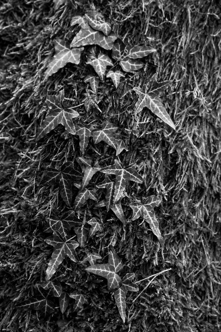 HIGH ANGLE VIEW OF DEAD PLANT IN BACKGROUND