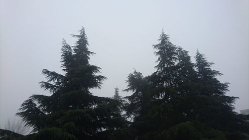 Low angle view of trees against sky