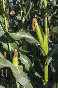Close-up of insect on plant
