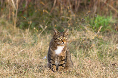 Close-up of cat on grass